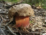 Schönfussröhrling-Boletus calopus