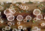 :-Diplonaevia bresadolae