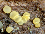 Bartloses Stängelbecherchen-Hymenoscyphus imberbis