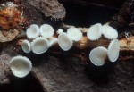 Weisses Haarbecherchen-Lachnum virgineum
