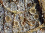 :-Microscypha monticola