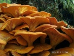 Leuchtender Ölbaumpilz-Omphalotus illudens