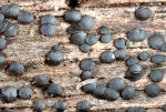 Zäher Schwarzpustelbecher-Lecanidion atratum