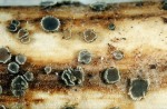 :-Pyrenopeziza lychnidis
