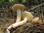 Elfenbeinröhrling-Suillus placidus