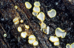 :-Trichopeziza subsulphurea