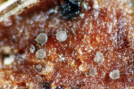 :-Venturiocistella diversipila