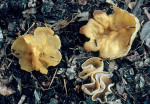 Gelber Wachs-Becherling-Peziza aurata