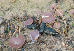 : Becherling-Peziza subviolacea