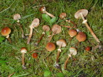 Zweisporiger Glockenschüppling-Conocybe blattaria