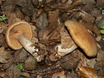 Feuerblättriger Wasserkopf-Cortinarius balaustinus