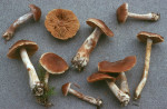 Schrägberingter Gürtelfuss-Cortinarius biformis