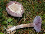 Bocksdickfuss-Cortinarius camphoratus