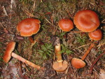Goldgelber Rauhkopf-Cortinarius gentilis