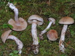 :-Cortinarius patibilis var. patibilis