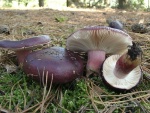 Gedrungener Täubling-Russula torulosa