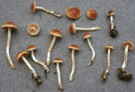 Regenschleimfuss-Cortinarius pluvius
