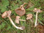 Früchtebonbonglöckling-Entoloma ameides