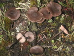 Nacktfüssiger Rötling-Entoloma fernandae