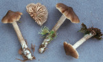 Torfmoosrötling-Entoloma sphagneti
