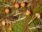 Kalyptratsporiger Moos-Häubling-Galerina calyptrata