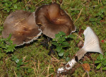 Graubrauner Schneckling-Hygrophorus camarophyllus