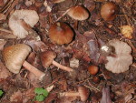 Sternsporiger Risspilz-Inocybe asterospora
