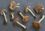 Ockerfuchsiger Risspilz-Inocybe cryptocystis