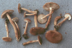 Wolliger Risspilz-Inocybe lanuginosa var. lanuginosa
