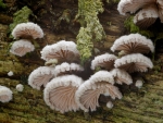 Gemeiner Spaltblättling-Schizophyllum commune