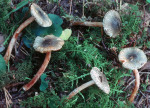 Grünspanschirmling-Lepiota grangei