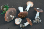 Bitterer Krempenritterling-Leucopaxillus gentianeus