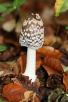 Spechttintling-Coprinopsis picacea