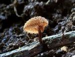 Igelschüppchenschnitzling-Phaeomarasmius erinaceus