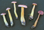 Violettbrauner Schwefelritterling-Tricholoma bufonium