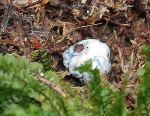 Blaunuss-Chamonixia caespitosa