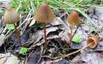 : Samthäubchen-Conocybe macrospora