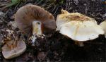 :-Cortinarius adalbertii