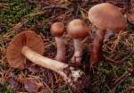 :-Cortinarius brunneogriseus