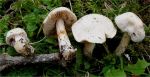 Wurzelnder Schleimfuss-Cortinarius crystallinus
