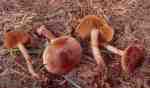 :-Cortinarius heterocyclus