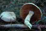 :-Cortinarius ochroleucus