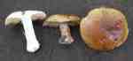 Grüner Klumpfuss-Cortinarius prasinus