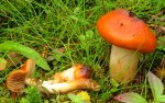 :-Cortinarius septentrionalis
