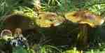 :-Cortinarius xanthochlorus