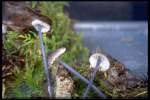 Bläulicher Zwergrötling-Entoloma cyanulum