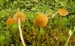Entferntblättriger Mooshäubling-Galerina clavata