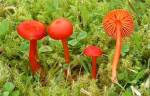 Knoblauchsaftling-Hygrocybe helobia