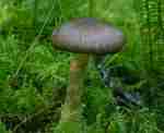 Natternstieliger Schneckling-Hygrophorus olivaceoalbus