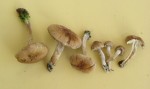 : Risspilze, Wirrköpfe-Inocybe malenconi var.megalospora
